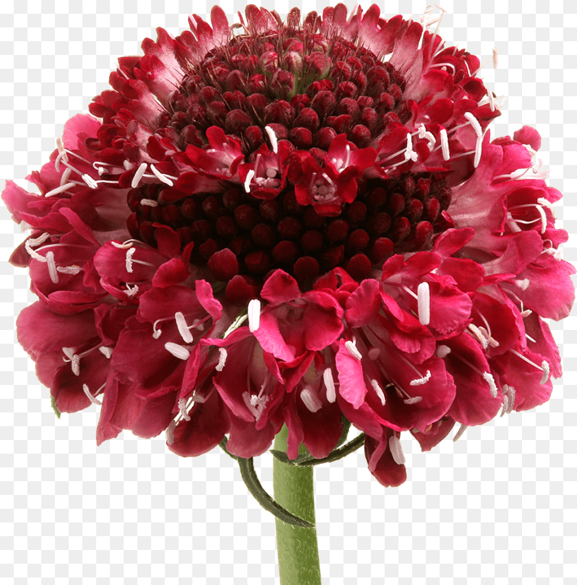 972x985 Bouquet, Dahlia, Flower, Petal, Plant Clipart PNG