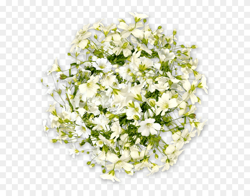 590x600 Bouquet, Plant, Flower, Blossom HD PNG Download