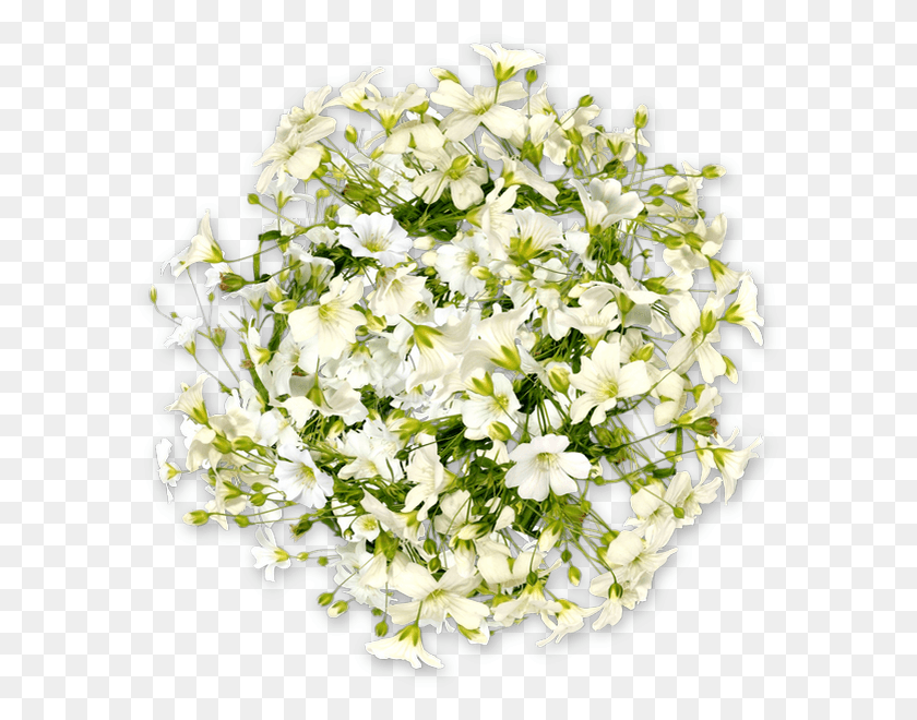 590x600 Ramo De Flores Png / Ramo De Flores Hd Png