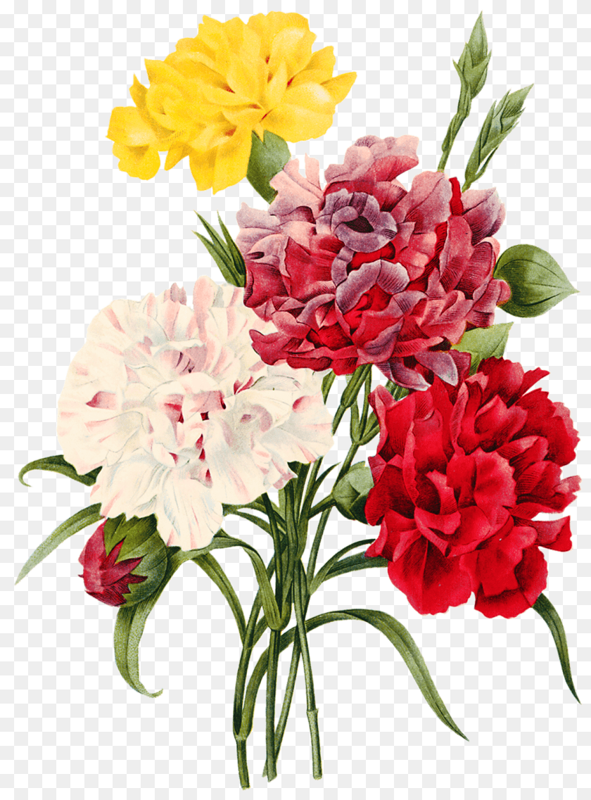 1175x1591 Bouquet De Rosas, Carnation, Flower, Plant, Rose Transparent PNG