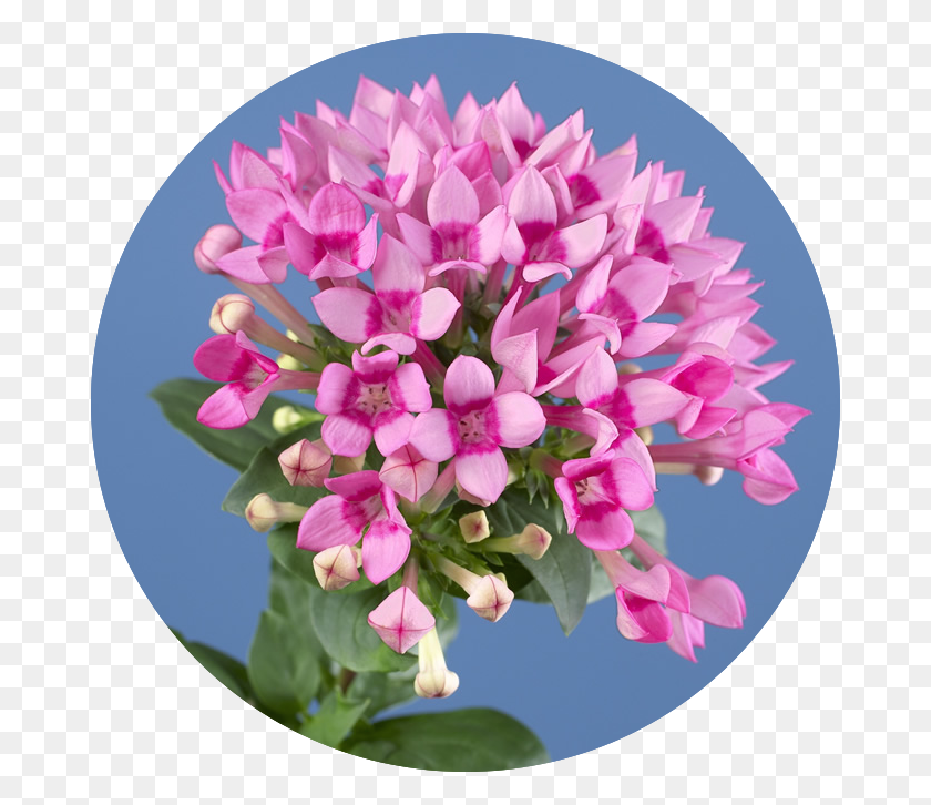 676x666 Bouvardia Enthusiasm Nicht Im Stehen Pinkeln, Plant, Flower, Blossom HD PNG Download