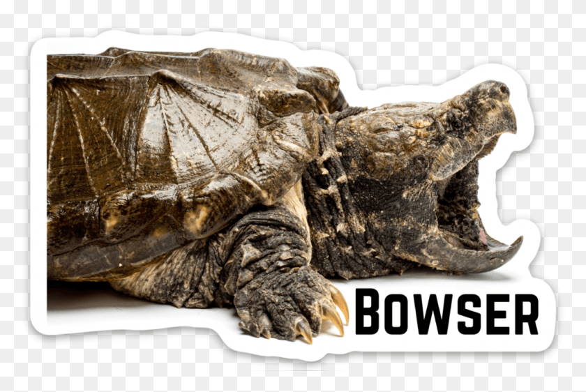 1024x660 Bowser, Turtle, Reptile, Sea Life HD PNG Download
