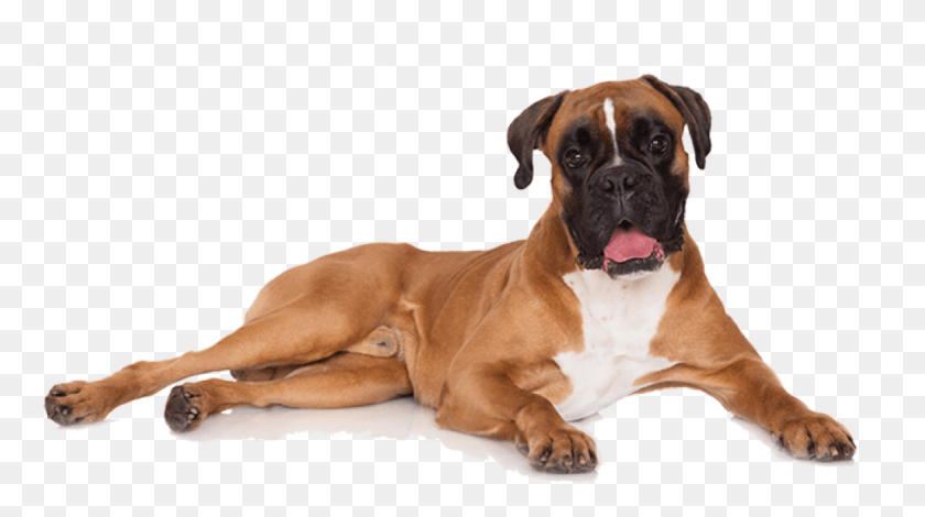 1025x540 Boxer Dog Transparent Background, Pet, Canine, Animal HD PNG Download