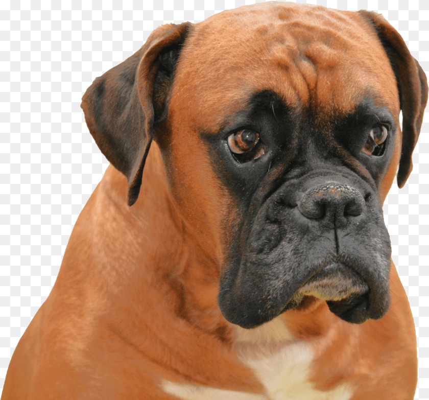 1203x1122 Boxer Dog Transparent Background, Animal, Bulldog, Canine, Mammal Sticker PNG