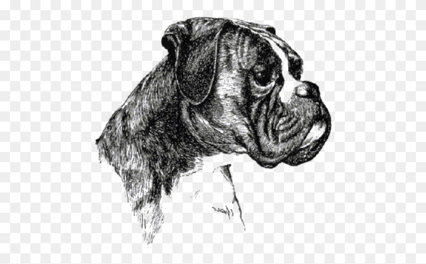 470x461 Boxer Hund Pluspng Boxer, Animal, Statue HD PNG Download