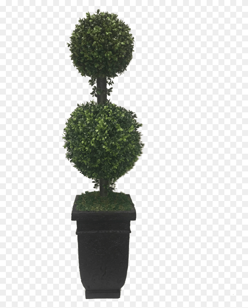 789x994 Boxwood Topiary Bonsai, Tree, Plant, Leaf HD PNG Download