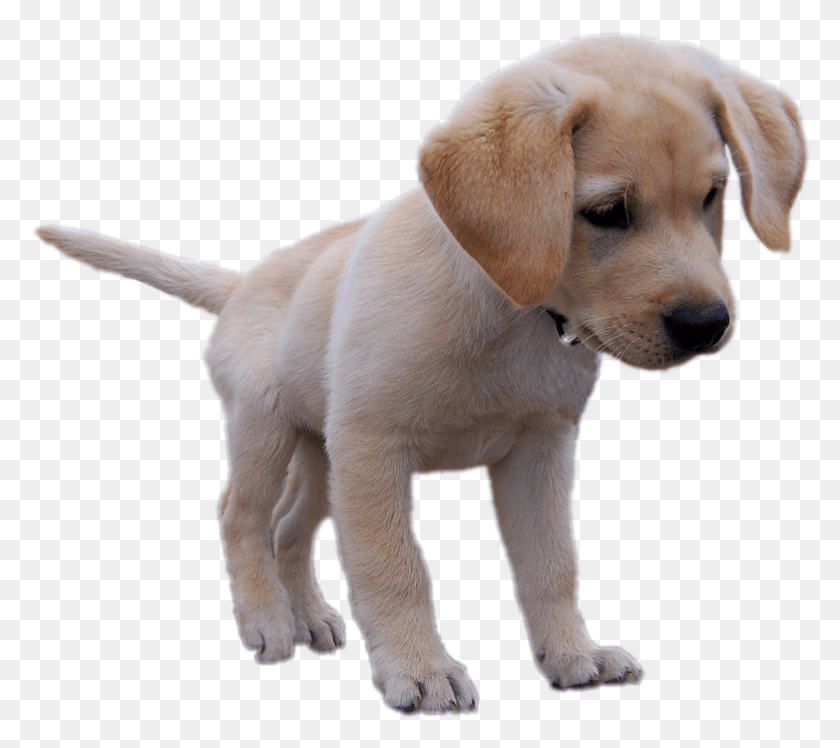 782x690 Boywondermusic Remixit Freetoedit Cute Puppy Please Puppy, Dog, Pet, Canine HD PNG Download