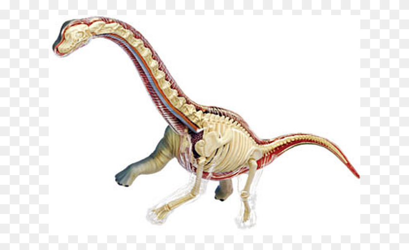 641x454 Анатомическая Модель Брахиозавра 4D Видение Брахиозавр, Динозавр, Рептилия, Животное Hd Png Скачать