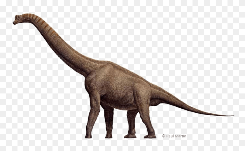 901x529 Descargar Png Brachiosaurus Brachiosaurus, Dinosaurio, Reptil, Animal Hd Png