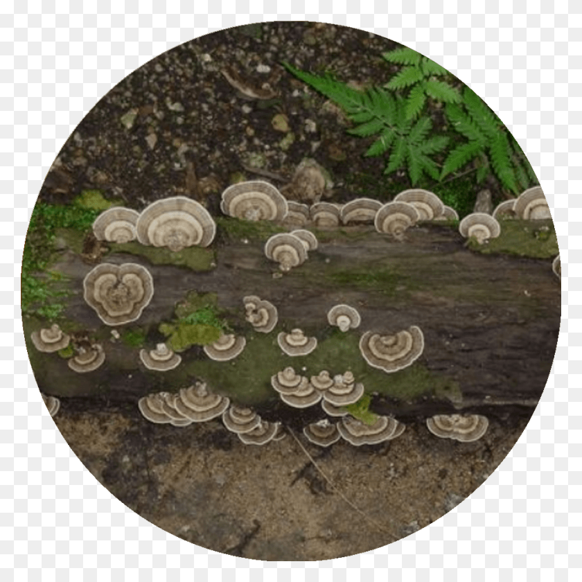 938x938 Bracket Fungi Circle, Plant, Fern, Coin HD PNG Download
