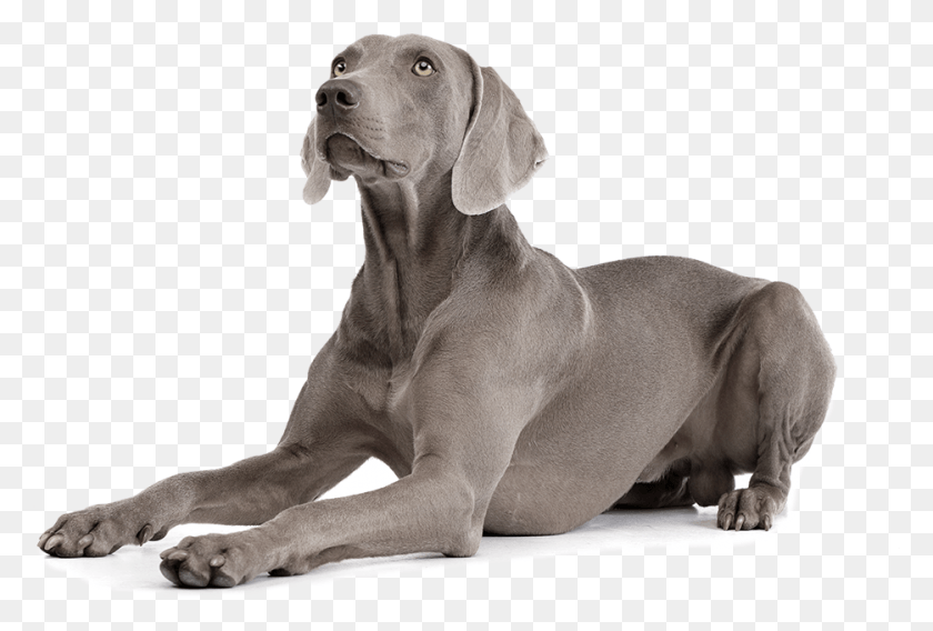 935x610 Braco Weimaraner Lying Down, Dog, Pet, Canine HD PNG Download