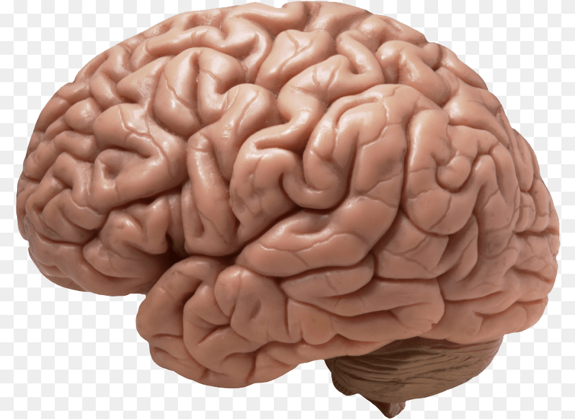 Brain 1 Image Does A Brain Look Like, Flower, Plant, Rose, Person Clipart PNG