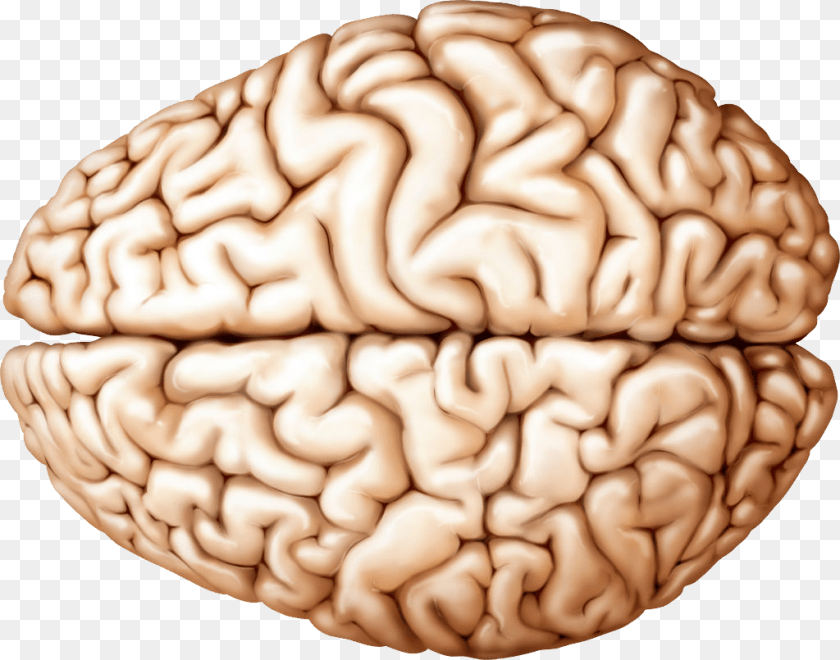 1024x805 Brain, Food, Nut, Plant, Produce Clipart PNG