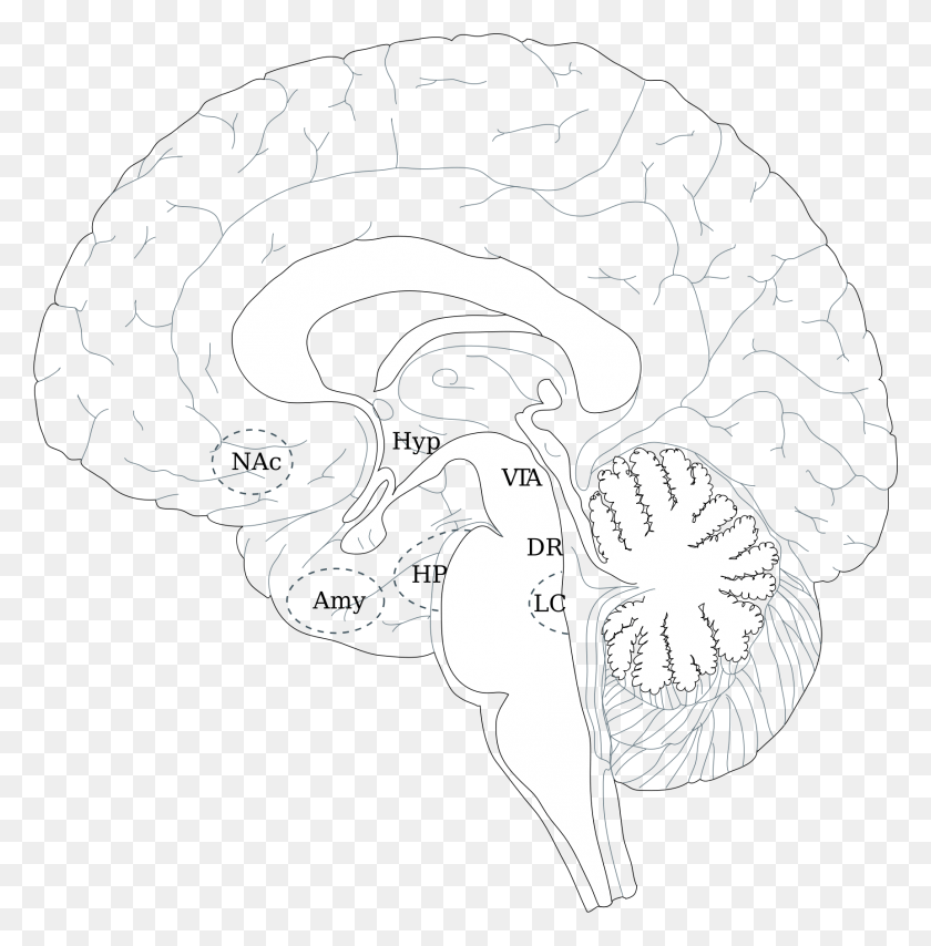 1722x1755 Brain, Plant, Flower, Blossom HD PNG Download