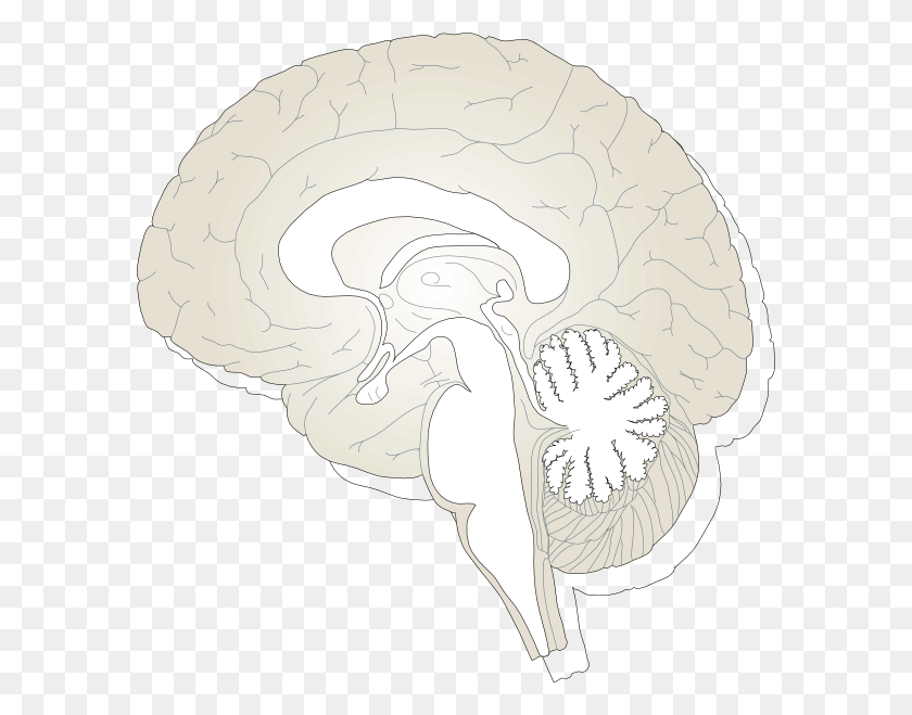 588x599 Brain Diagram Unlabeled, Animal HD PNG Download