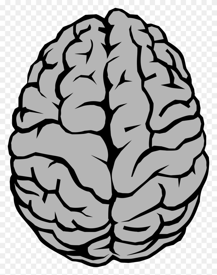 1694x2181 Иллюстрация Мозга Большое Изображение Мозг Клипарт, Растение, Трафарет, Овощ Hd Png Скачать