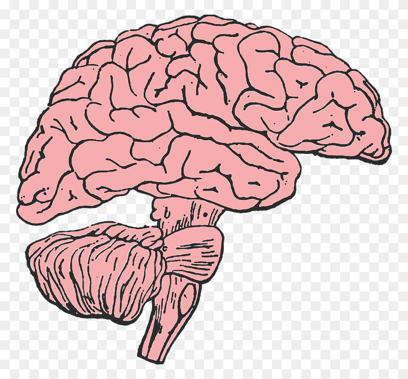 774x720 Brain Mind Think Idea Human Medicine Anatomy Brain Clip Art, Plant, Agaric, Mushroom HD PNG Download