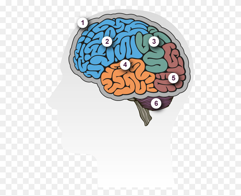 511x622 Brain Tour Illustration Of A Brain, Clothing, Apparel, Hat HD PNG Download