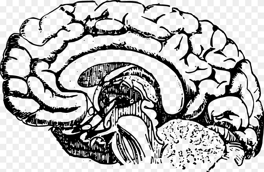 2400x1570 Brain Vector Clip Art Of A Brain, Gray Transparent PNG