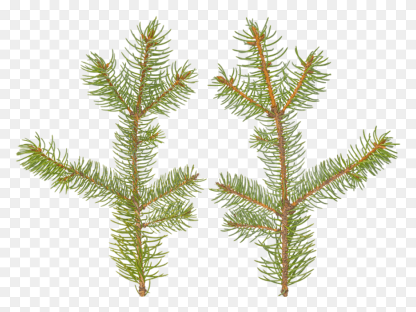 877x642 Branch Conifer Christmas Tree, Tree, Plant, Spruce HD PNG Download