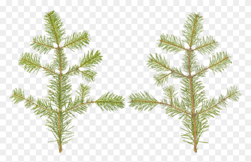 886x548 Branch Conifer Western Yellow Pine, Leaf, Plant, Tree HD PNG Download
