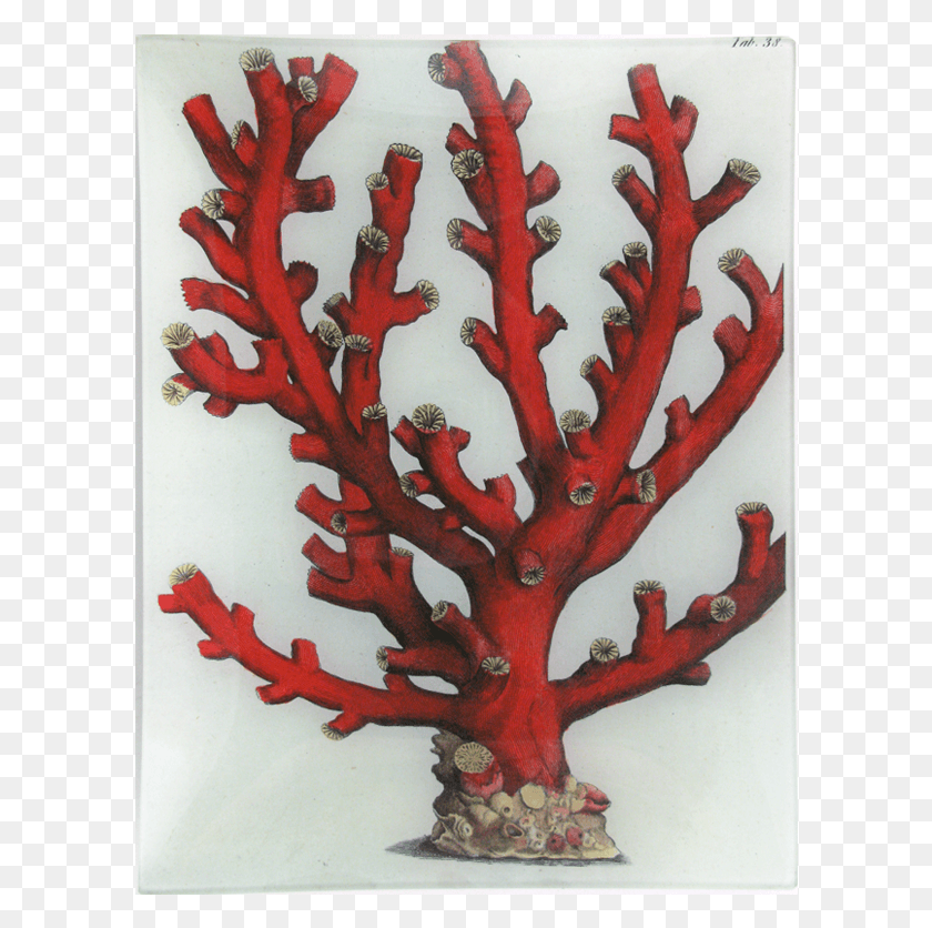 598x776 Branch Coral, Lobster, Seafood, Sea Life HD PNG Download