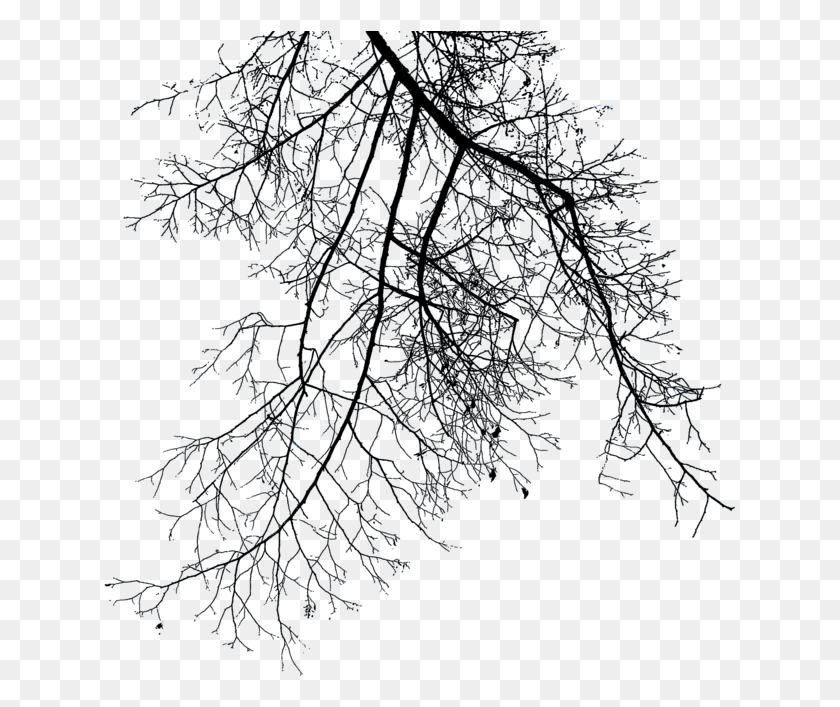 633x647 Branch File Efeitos Dark, Nature, Outdoors, Night HD PNG Download