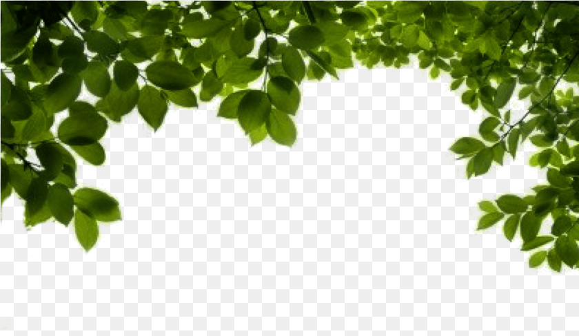 Branch File My Father My Rock, Green, Leaf, Plant, Vegetation PNG