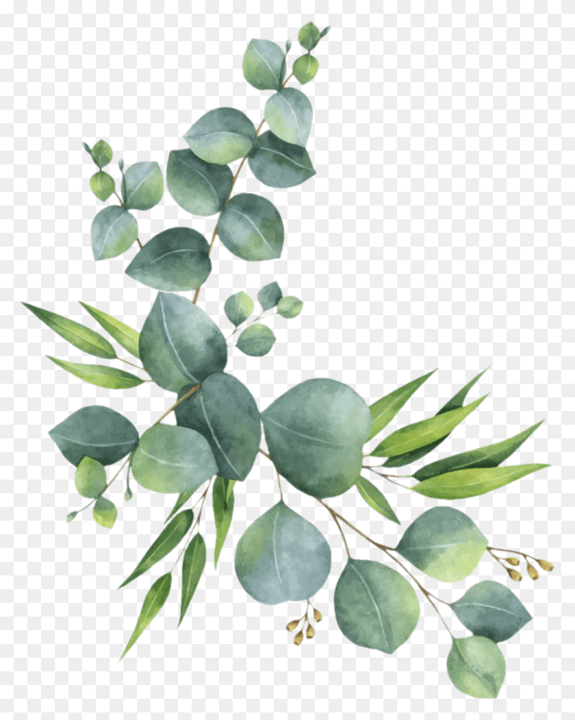 1024x1302 Branch Leaves Florals Branches Zweig Watercolor Eucalyptus Clipart, Leaf, Plant, Annonaceae HD PNG Download