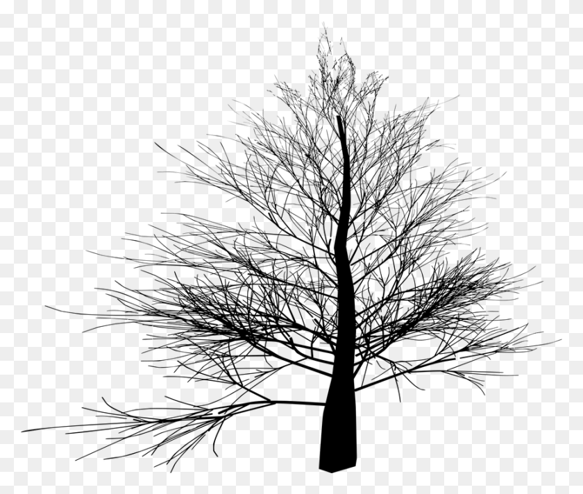 861x720 Ветвь Мануэлас Избранные Растение Дерево Растительность Зимнее Дерево Прозрачный, Серый, World Of Warcraft Hd Png Скачать