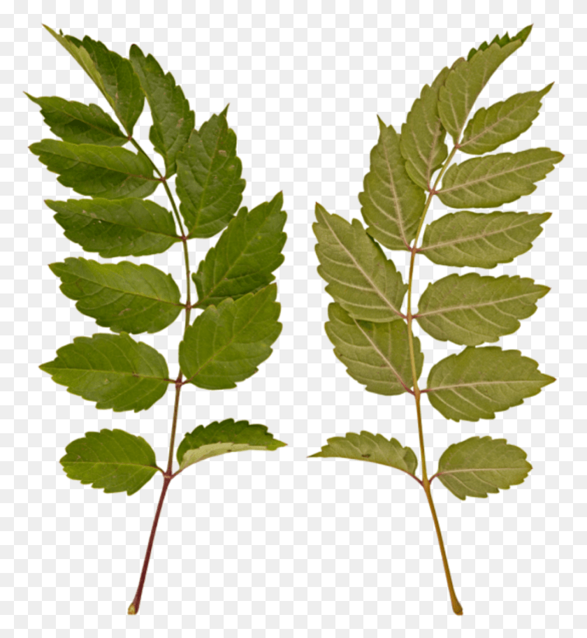 876x958 Ветка Среднего Ulmus Alata, Лист, Растение, Зеленый Hd Png Скачать