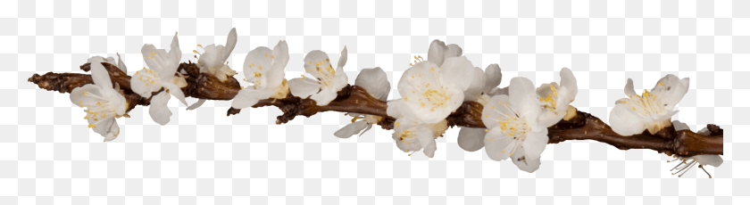 1432x313 Branch Of Flowers, Plant, Flower, Blossom HD PNG Download