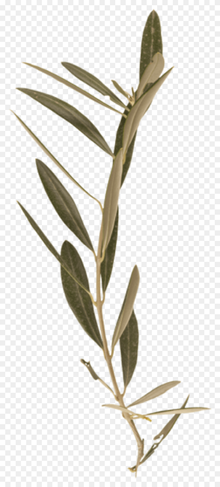 852x1967 Branch Olive Black Willow, Plant, Grass, Flower HD PNG Download