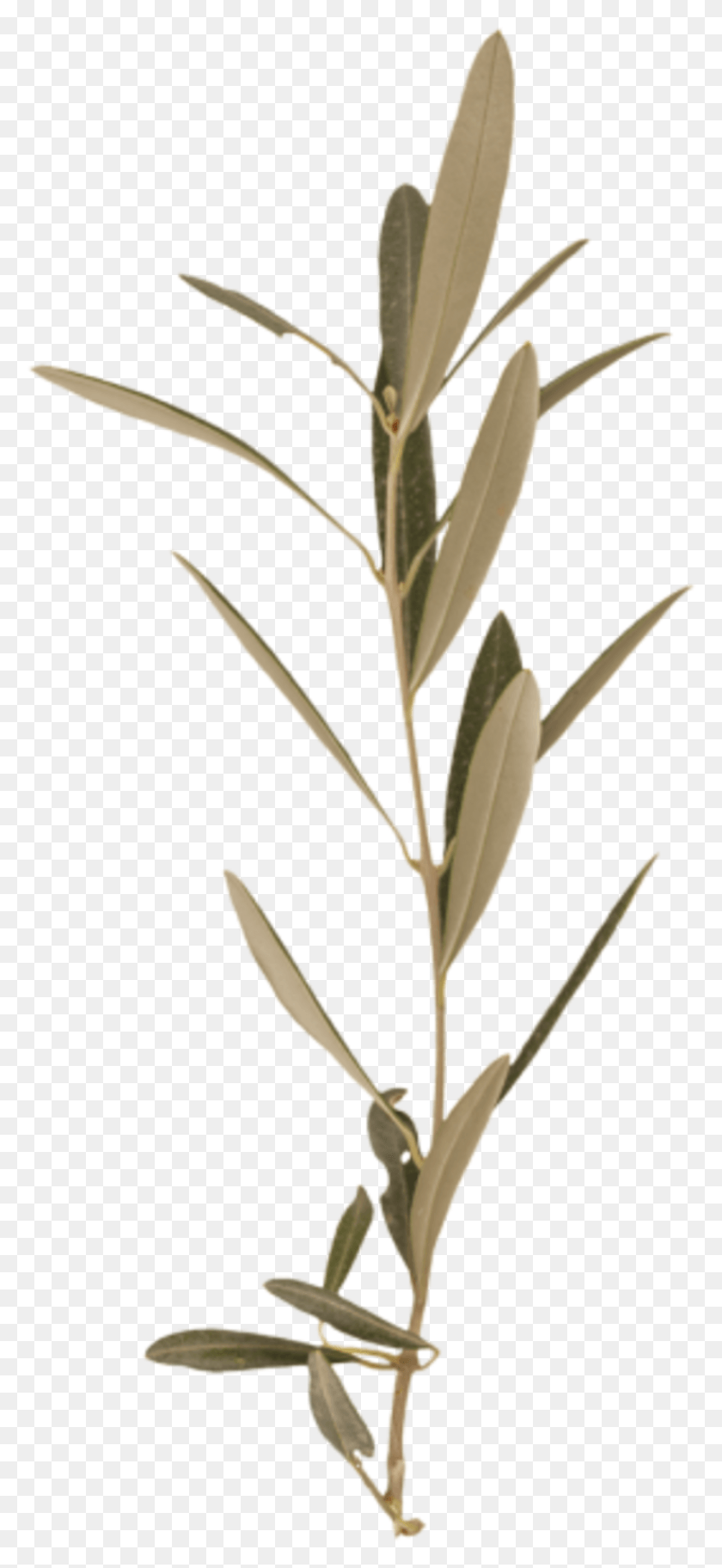 853x1930 Branch Olive Twig, Plant, Flower, Blossom HD PNG Download