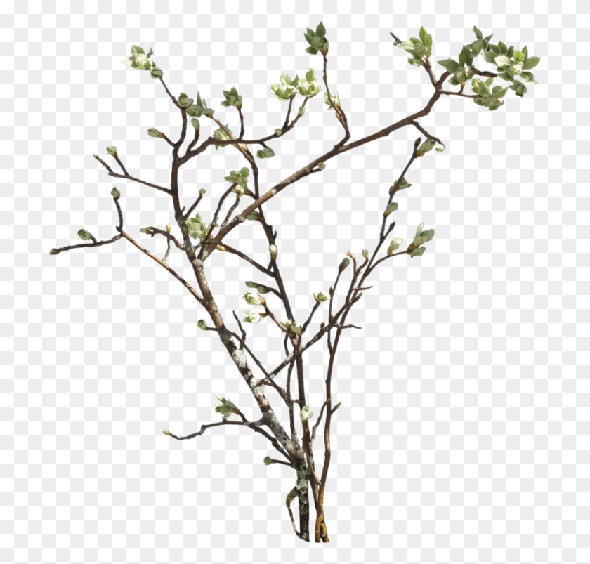 700x743 Ветка Куст Ветка, Acanthaceae, Цветок, Растение Hd Png Скачать