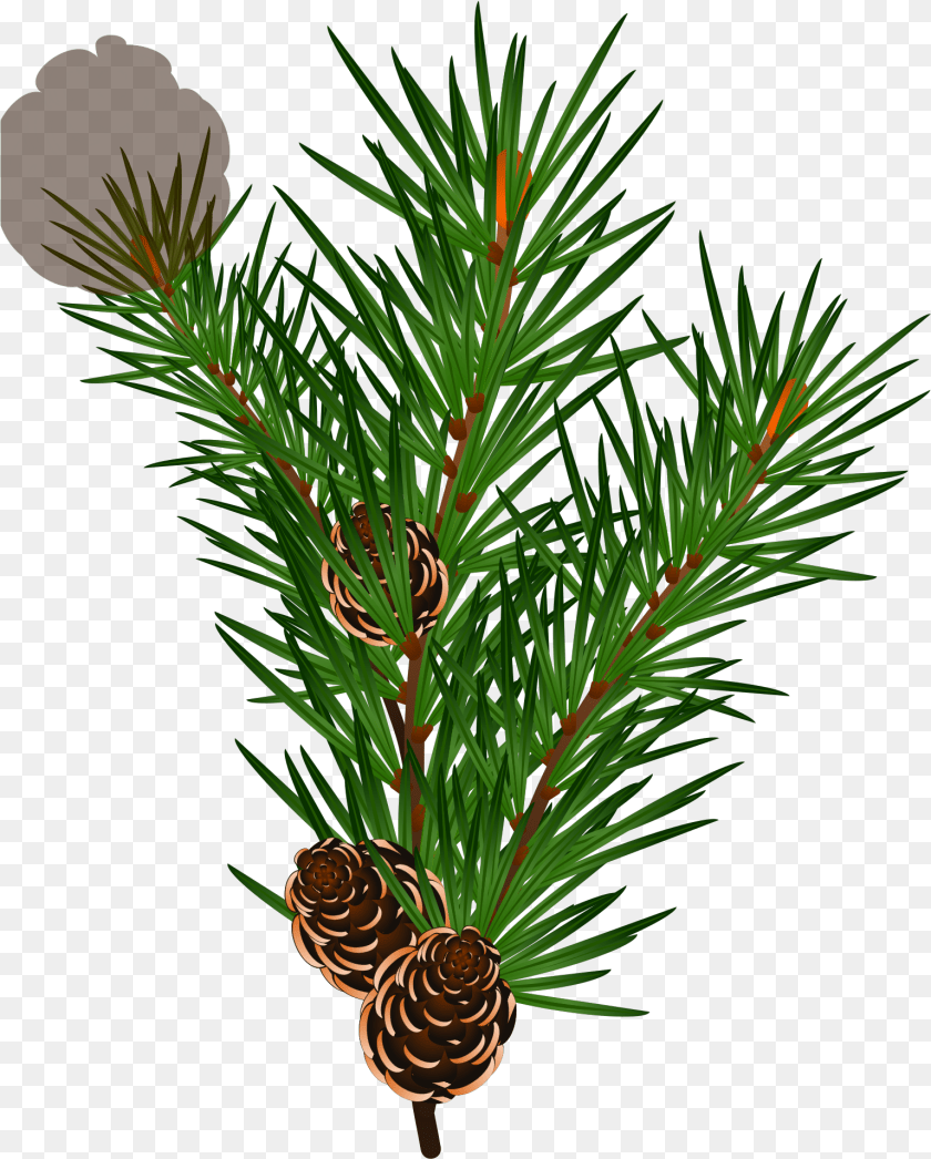 1536x1913 Branch Svg Clip Art For Web Juniper, Conifer, Larch, Pine, Plant Clipart PNG