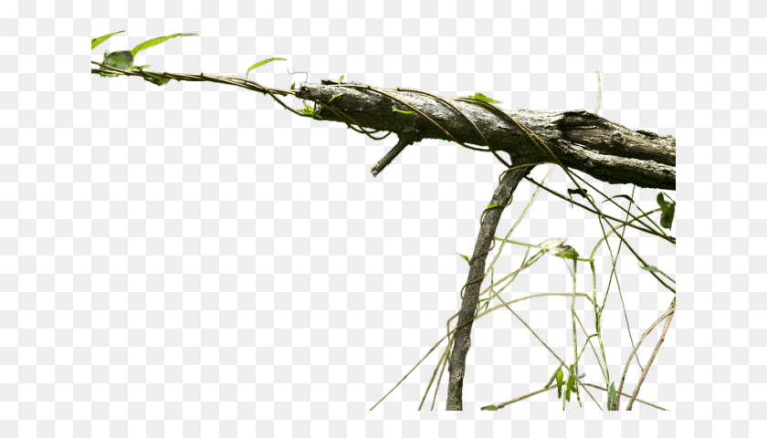 641x420 Branch Transparent Images Portable Network Graphics, Lizard, Reptile, Animal HD PNG Download