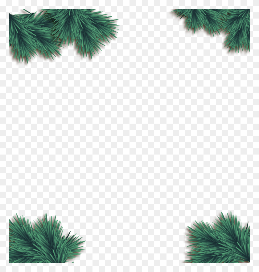 800x842 Branch Vector Decorative Christmas Day, Nature, Sea, Outdoors HD PNG Download