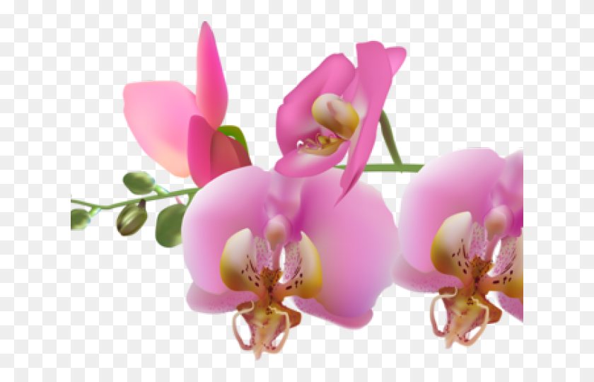 640x480 Ветвь Орхидей, Растение, Цветок, Цветение Hd Png Скачать