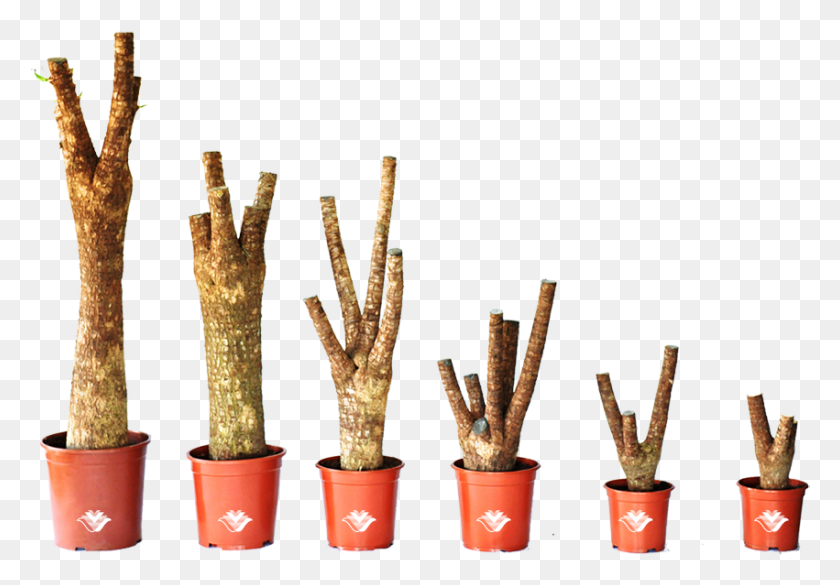 851x573 Branchedtrunk Flowerpot, Plant, Pot, Bucket HD PNG Download