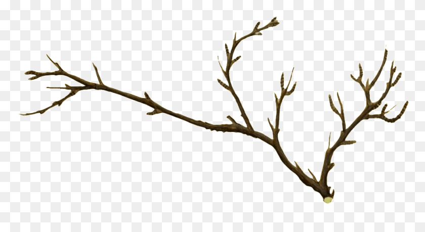 987x506 Branching Branches Transparent Plant Vector About Twig, Antler, Outdoors, Stand HD PNG Download