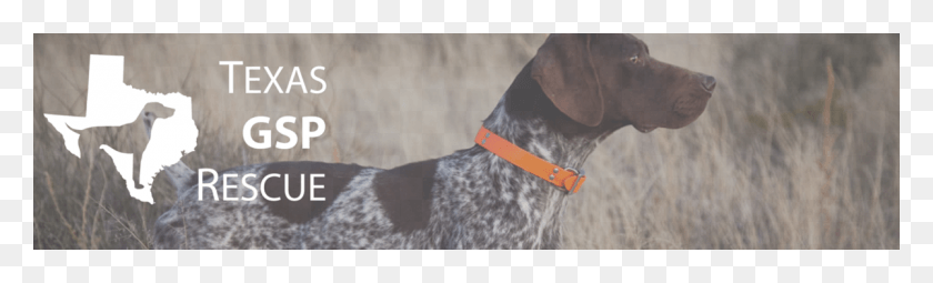 1200x300 Braque Francais, Dog, Pet, Canine HD PNG Download