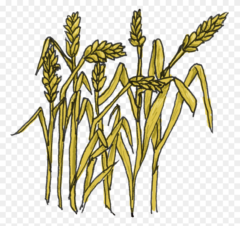 1732x1620 Bread And Grains Clipart Clipart Of Grain, Plant, Flower, Blossom HD PNG Download