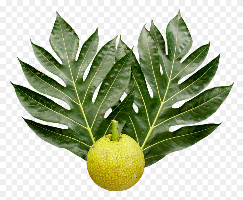 969x784 Breadfruit And Leaves Breadfruit Tree Leaves, Leaf, Plant, Insect HD PNG Download