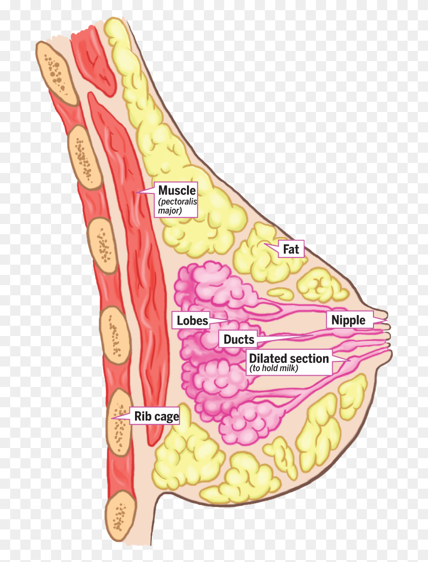 705x1044 Breast Anatomy Invasive Ductal Carcinoma, Plant, Food, Vegetation HD PNG Download