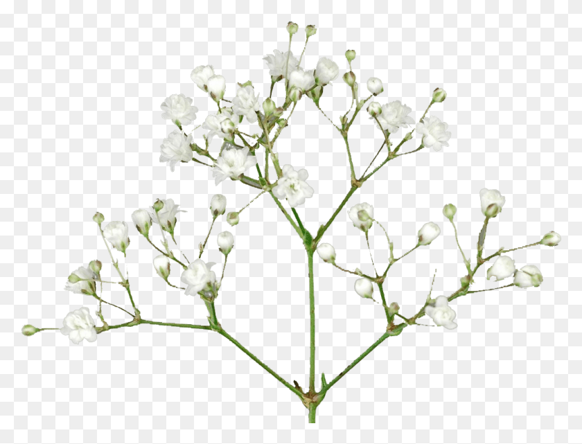 1041x776 Breath Flowers Free Pic Baby Breath Flower, Plant, Blossom, Acanthaceae HD PNG Download