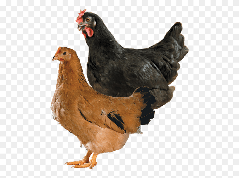 487x566 Breeder Hen Sa51 Rooster, Chicken, Poultry, Fowl HD PNG Download