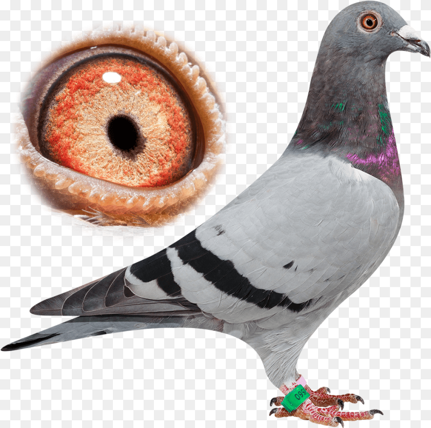 991x985 Breeder Pigeon Van Der Kruk, Animal, Bird, Dove Clipart PNG