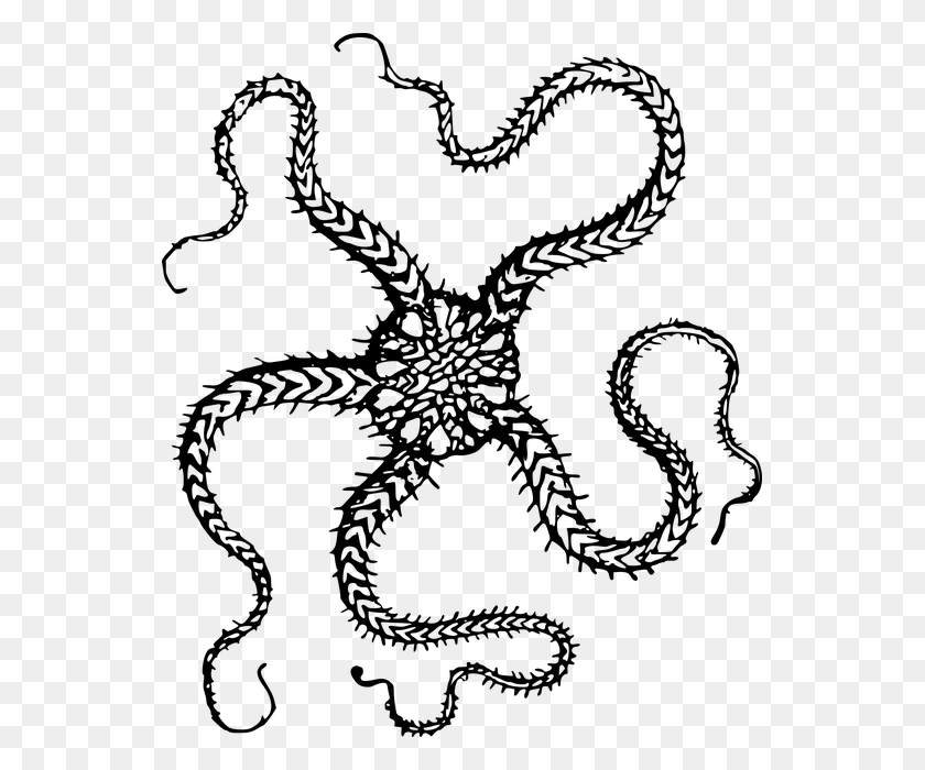 545x640 Brittle Star Clip Art, Gray, World Of Warcraft HD PNG Download