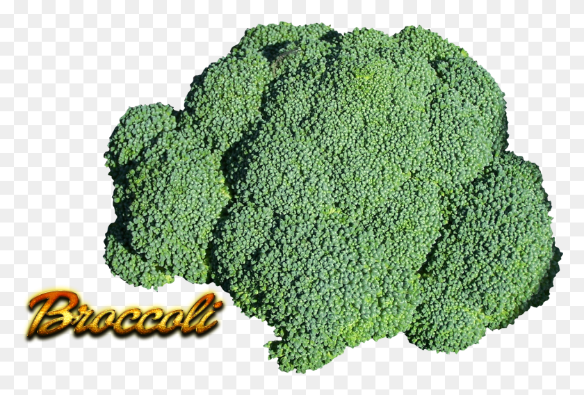1688x1100 Broccoli, Plant, Vegetable, Food HD PNG Download